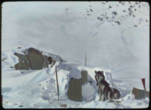Image: Igdlu [Igloo] of Nerky [Neqe], Winter Home of Smith Sound Eskimos [Inughuit]